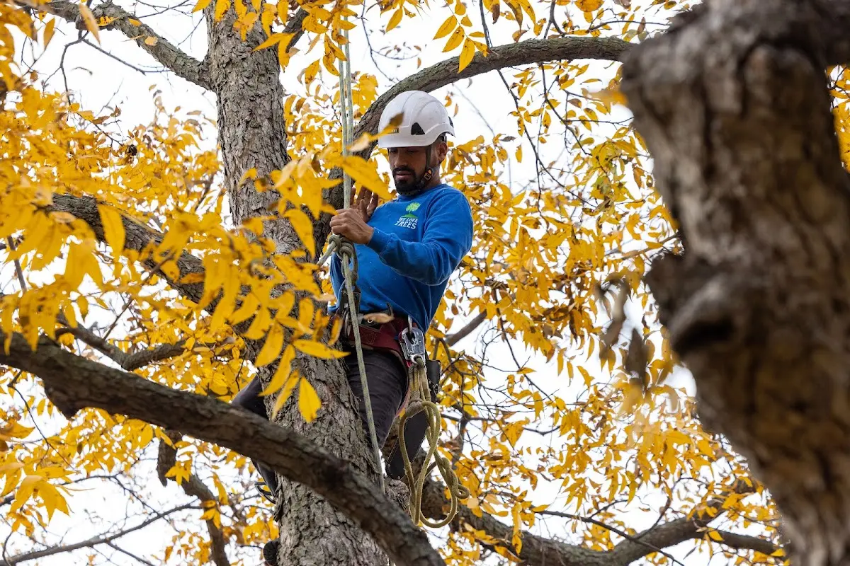 Skilled Storm Damage Cleanup crew working in Roland