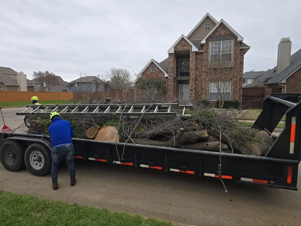 Expert Tree Removal with proper safety equipment in Roland